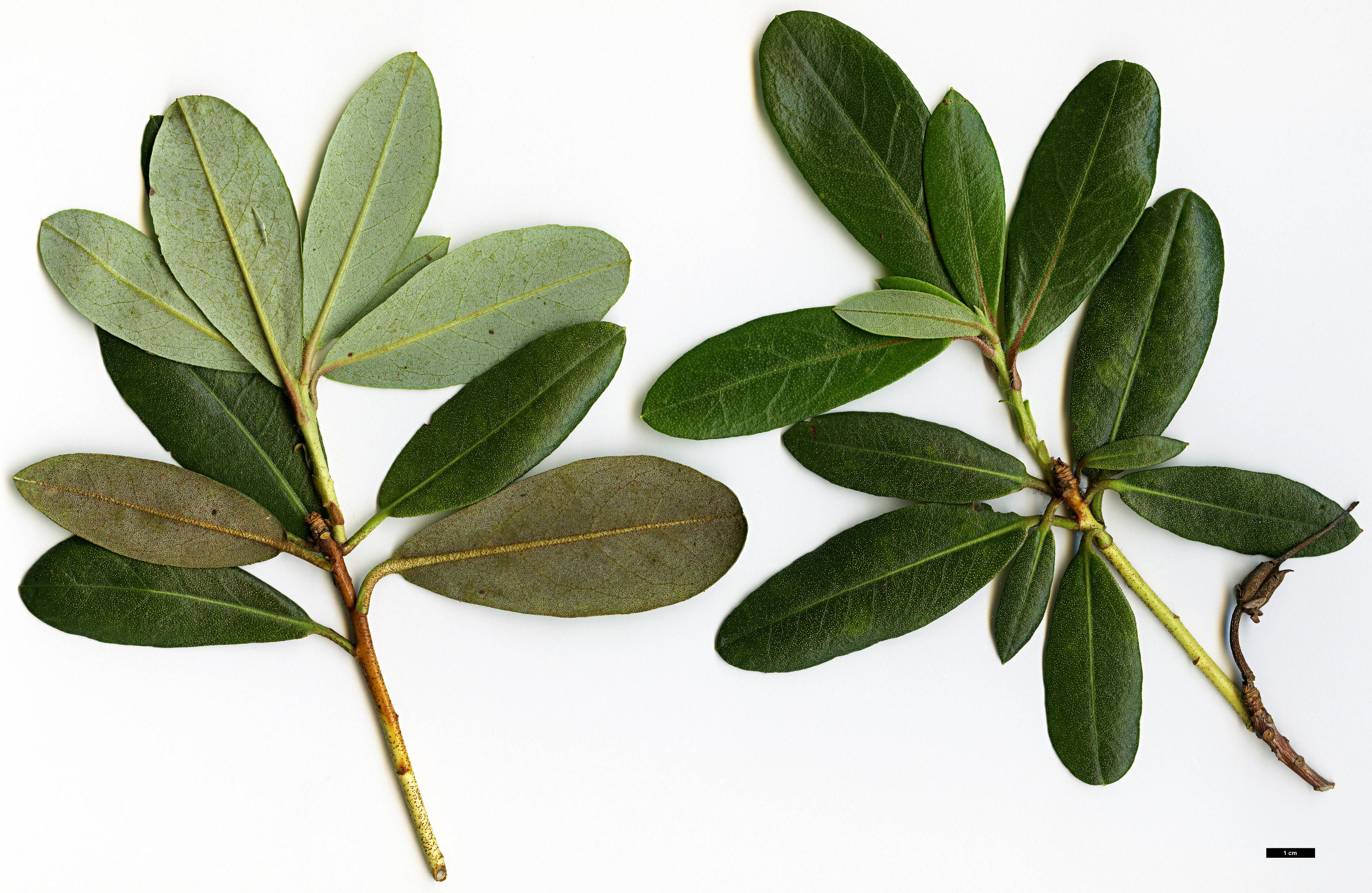 High resolution image: Family: Ericaceae - Genus: Rhododendron - Taxon: kiangsiense